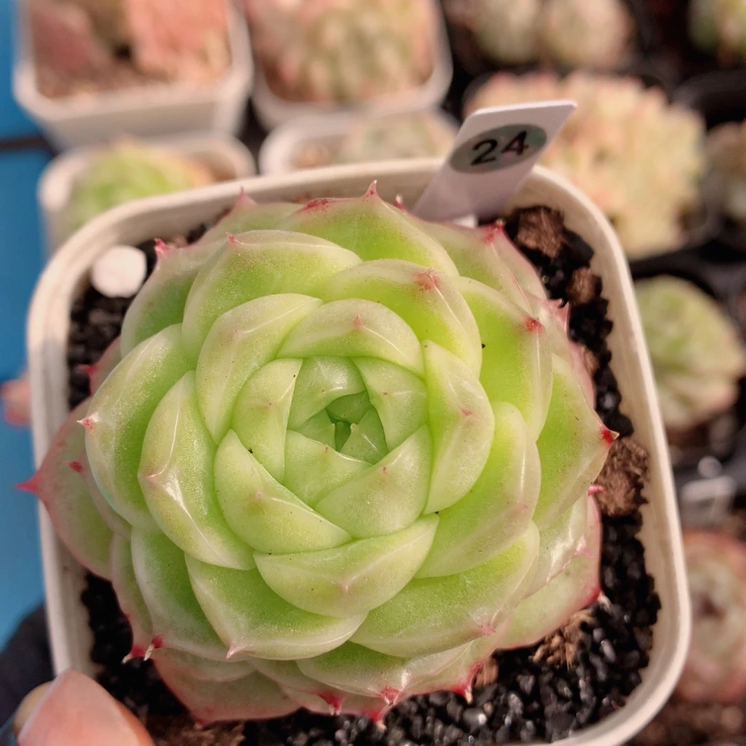 麦秆58包邮  群生不包整24