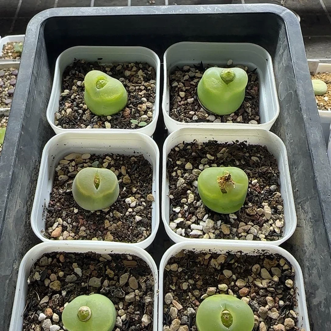 1798.78o泡6颗带盆土