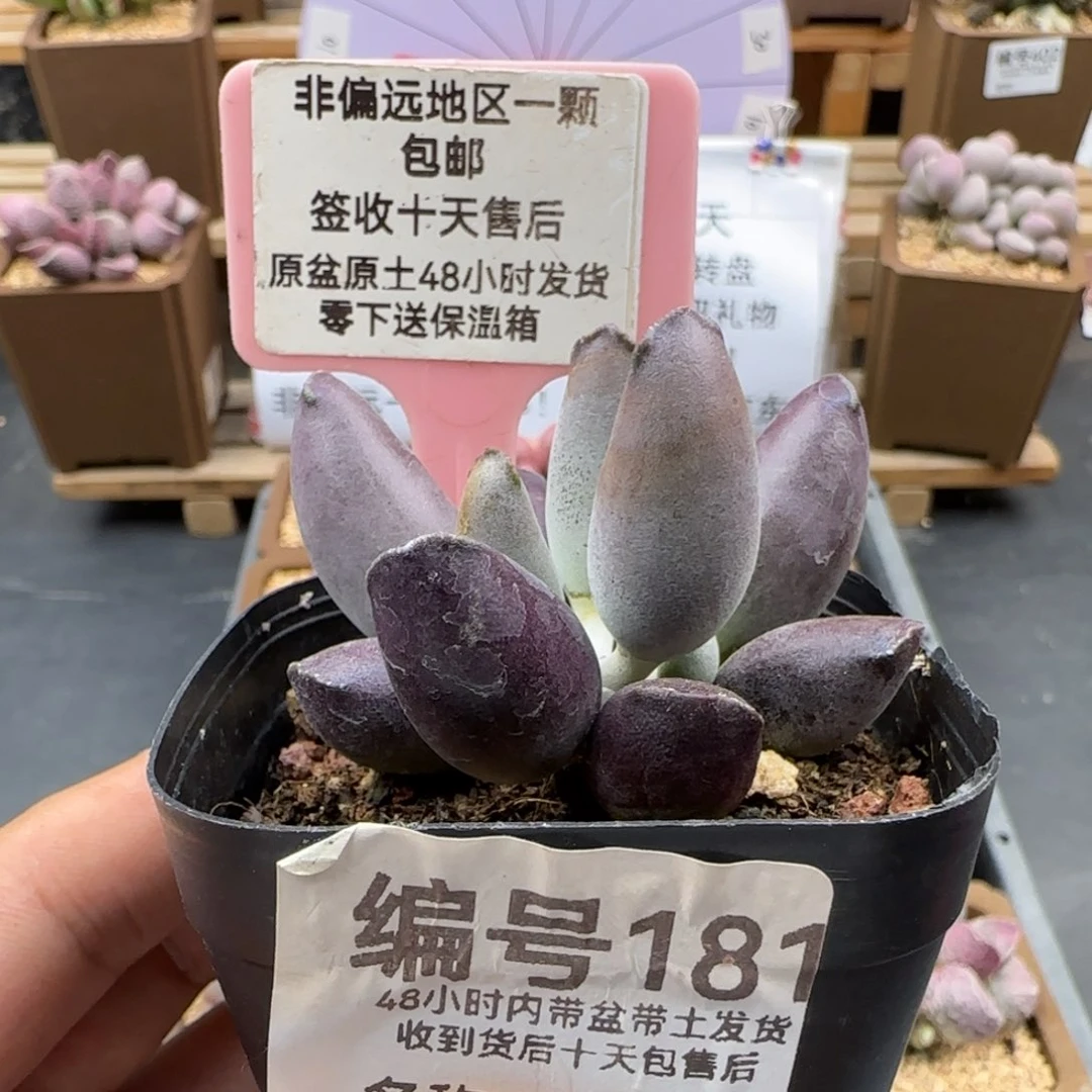 181艺妓海豹多肉植物