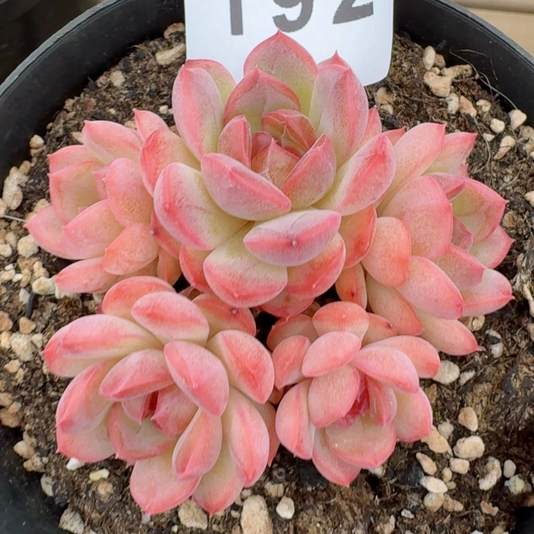 琴心五头群生      愿你一路坦途，乘风破浪展宏图