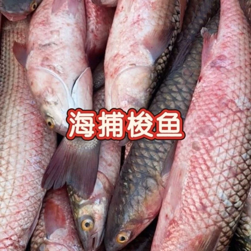 山东发货 渤海湾海捕鲜梭鱼 速冻发货