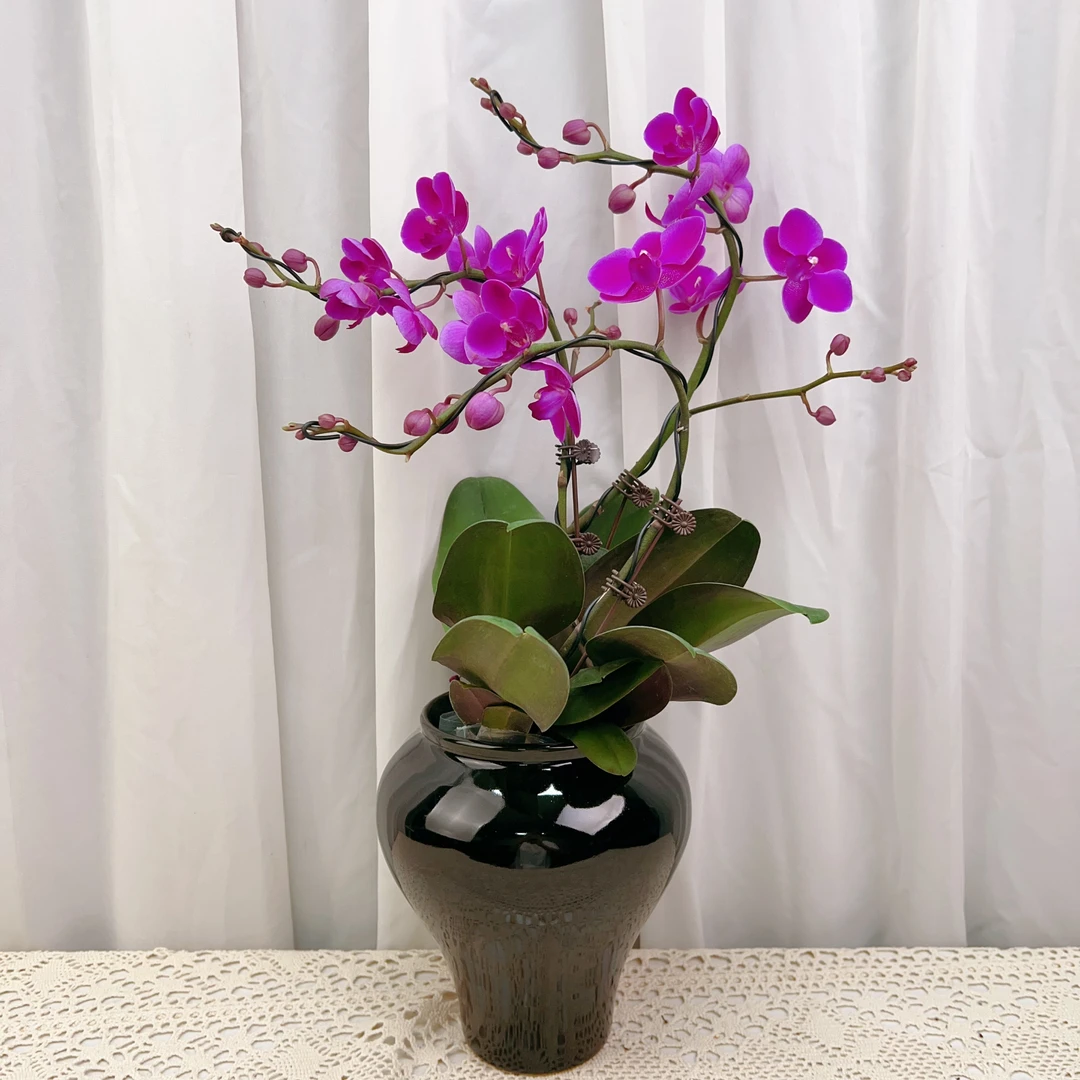 桦艺优选【满天红】蝴蝶兰室内绿植花卉高端艺术组盆系列盆栽
