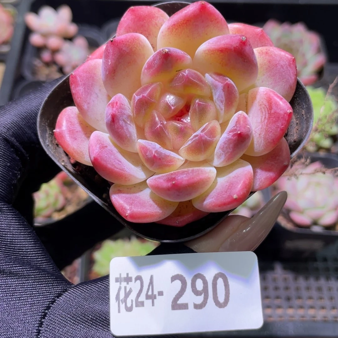 花利美24-290秘境冰魄  微瑕
