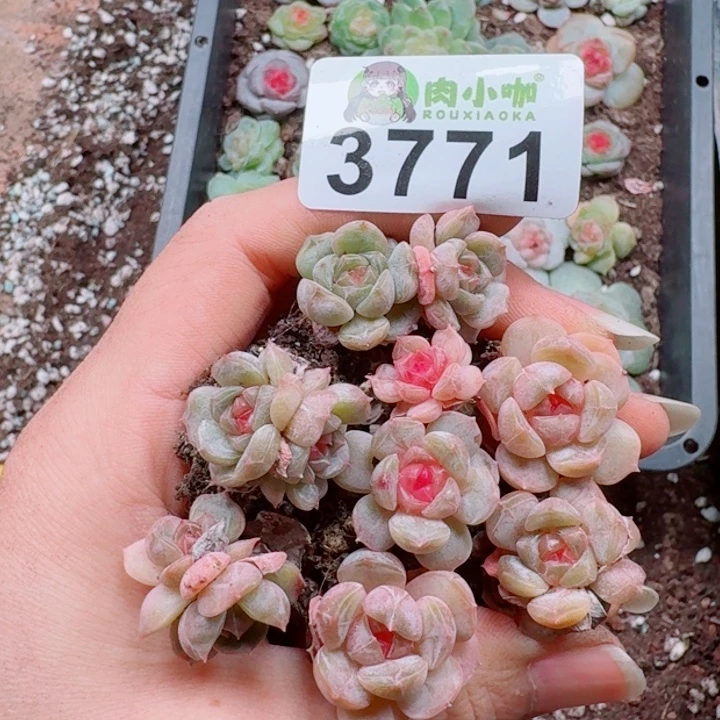 多肉植物多肉植物