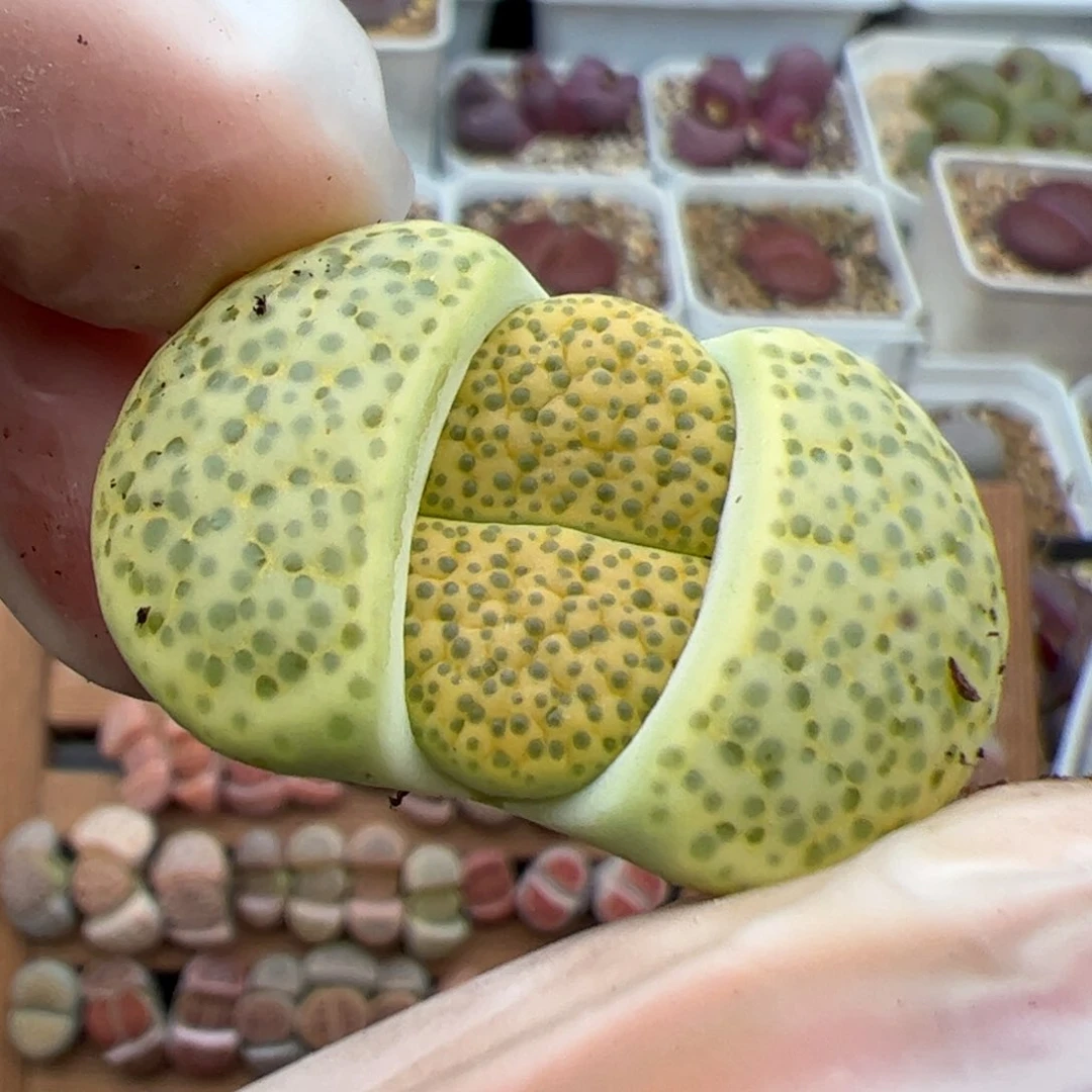 朱*028号 微纹多肉植物