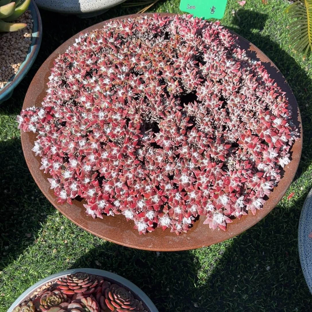 一物一拍多肉植物