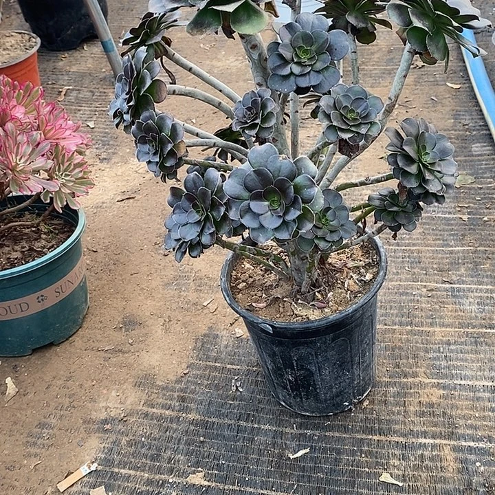 37，灰圆叶多肉法师多肉法师