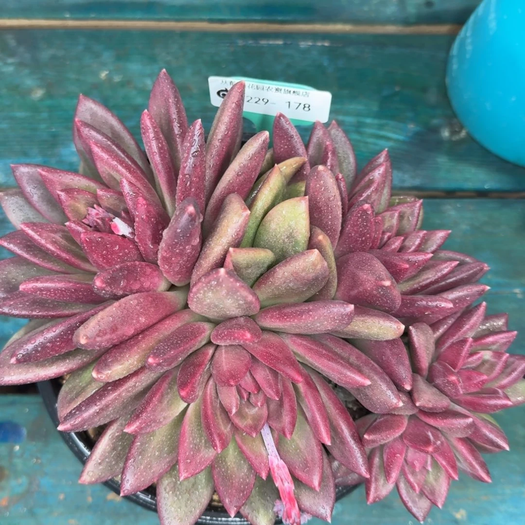 从前慢花园多肉编号1229-178