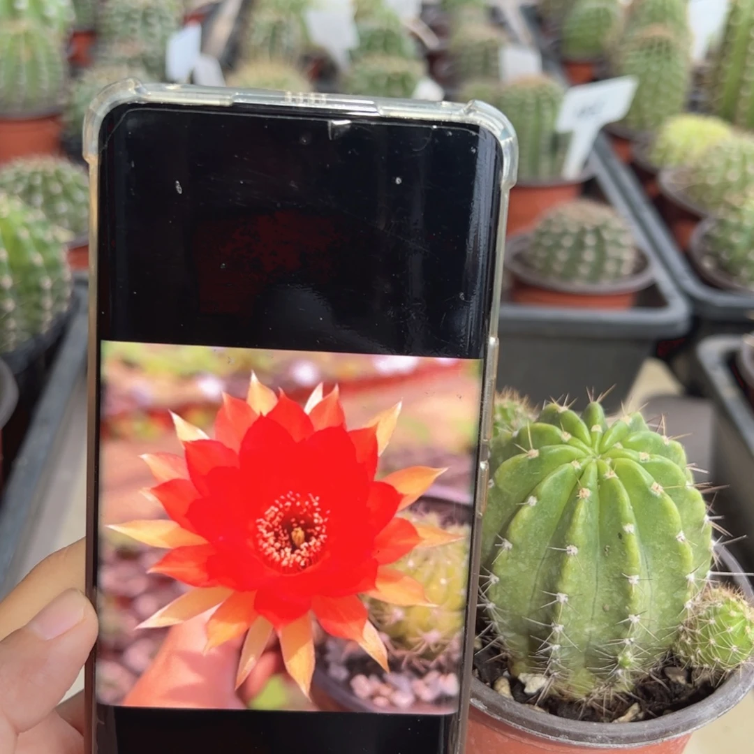 丽花0703有根球15元