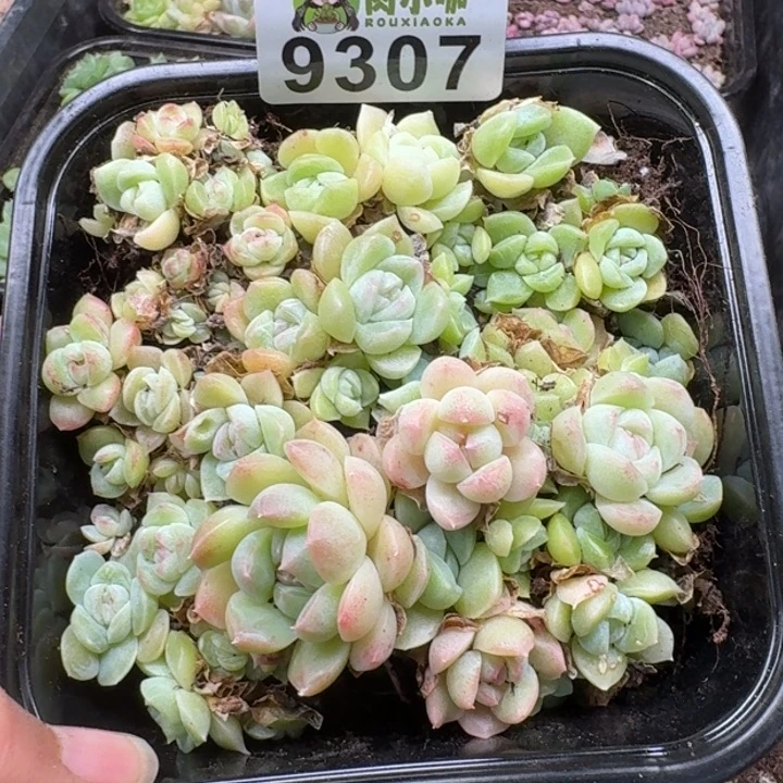 多肉植物多肉植物