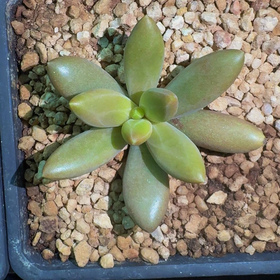 朵唯菲 单头 一物一拍