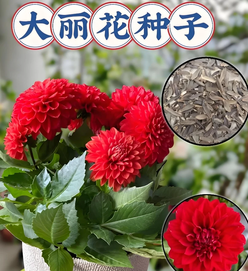 【混色重瓣大丽花种子】四季易种阳台庭院盆栽地栽南北方种植