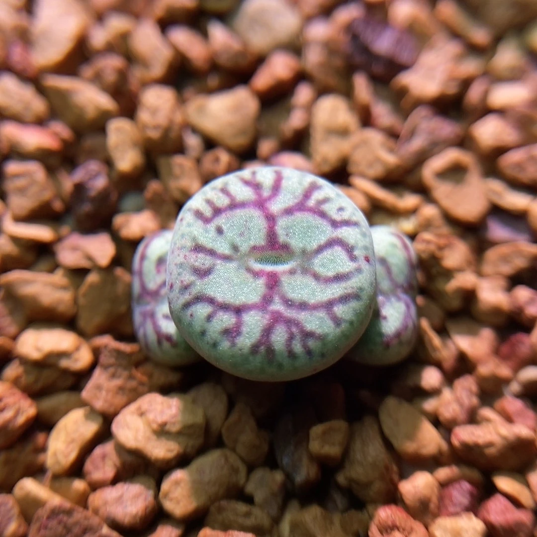 八重墨一颗三头包邮