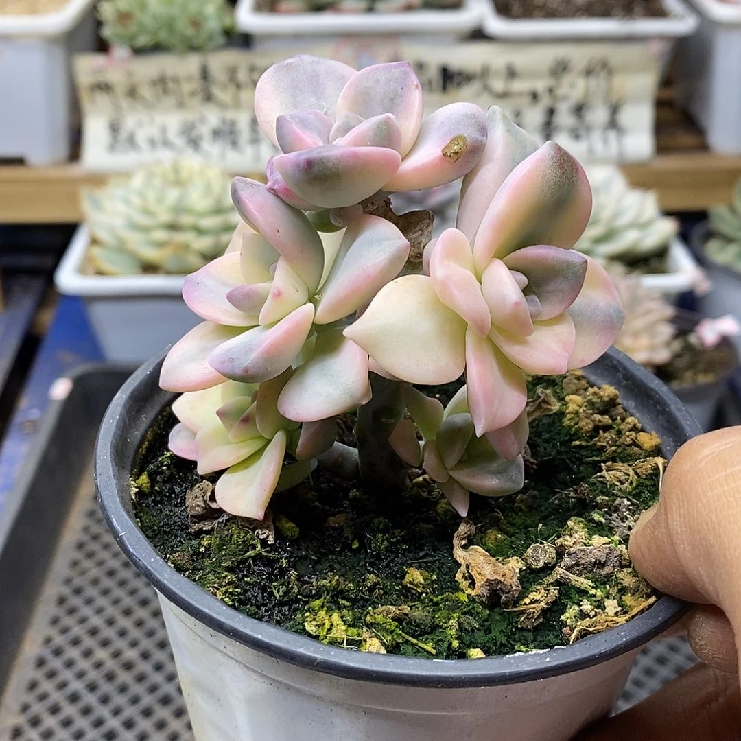 1422 粉紫乐锦群有砍 10 天左右发货