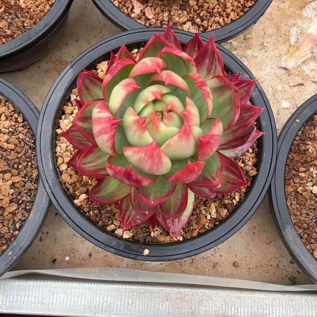 这个惊鸿仙子拉丝绝绝子。