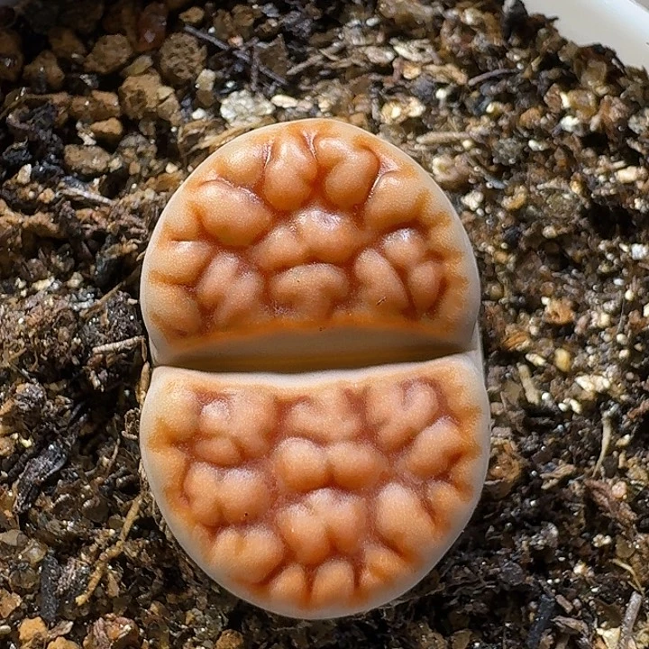 生石花111111。  230