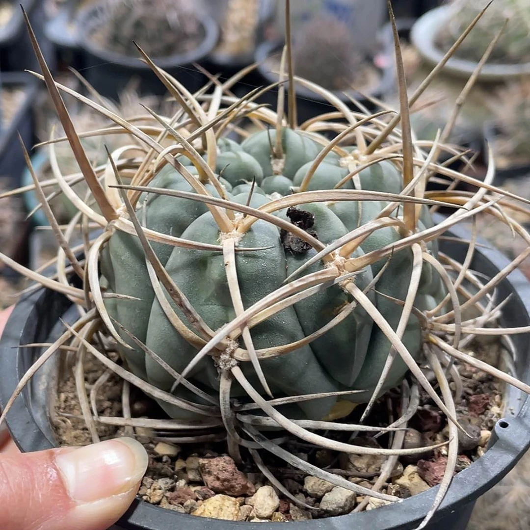 【闪购商品】狂刺光琳玉冒根芽66666