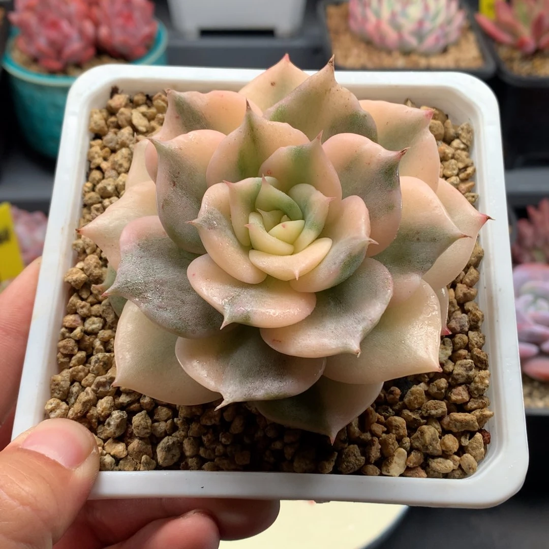 我们家的小仙女们