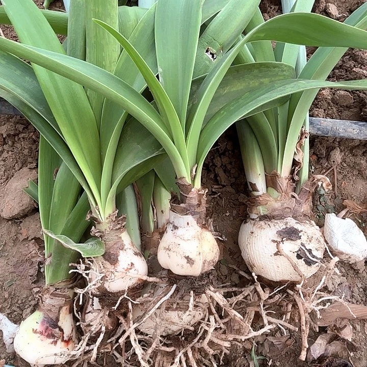 无花朵知***，漂亮女神五颗包对版1602