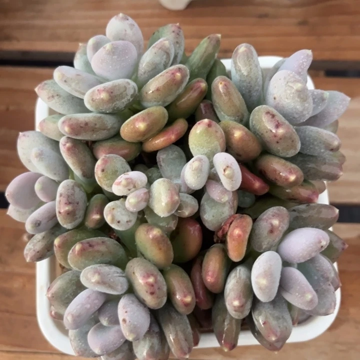 平头。7头。咖啡奶。