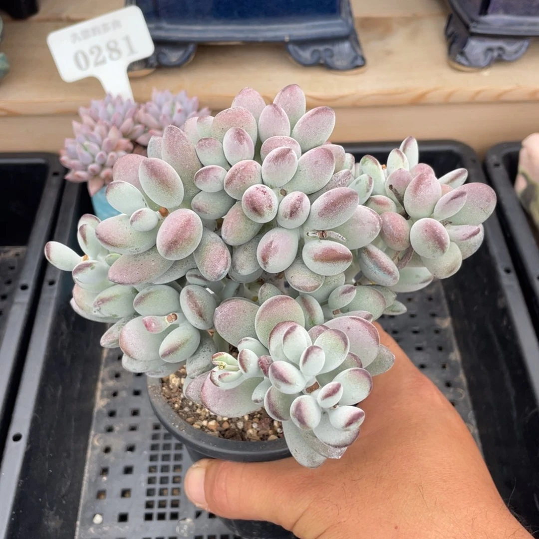 0585乒乓福娘不带盆15厘米