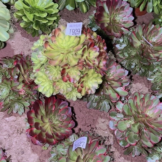 192927韶华多肉植物