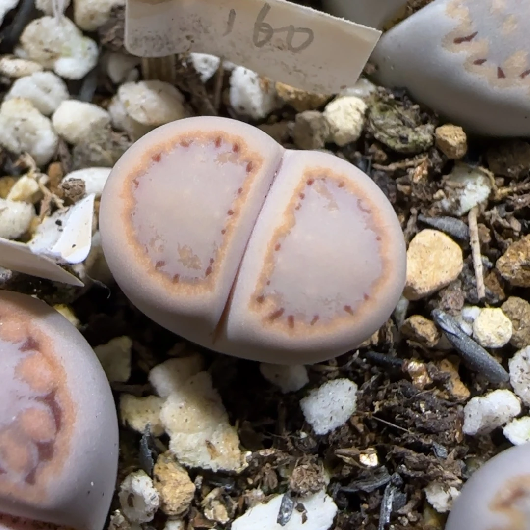 11.28.c216饼干.9026尺寸1.4cm