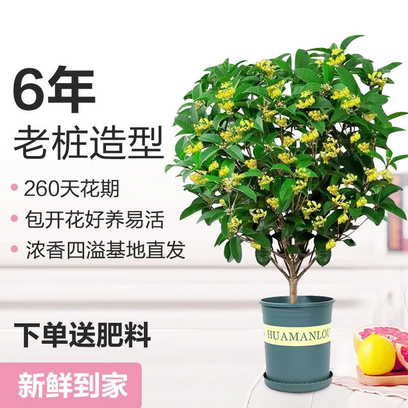 四季桂花庭院苗木开花植物