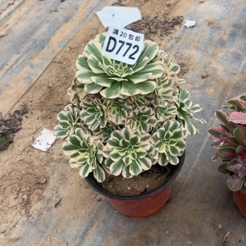 772迈巴赫不包断枝