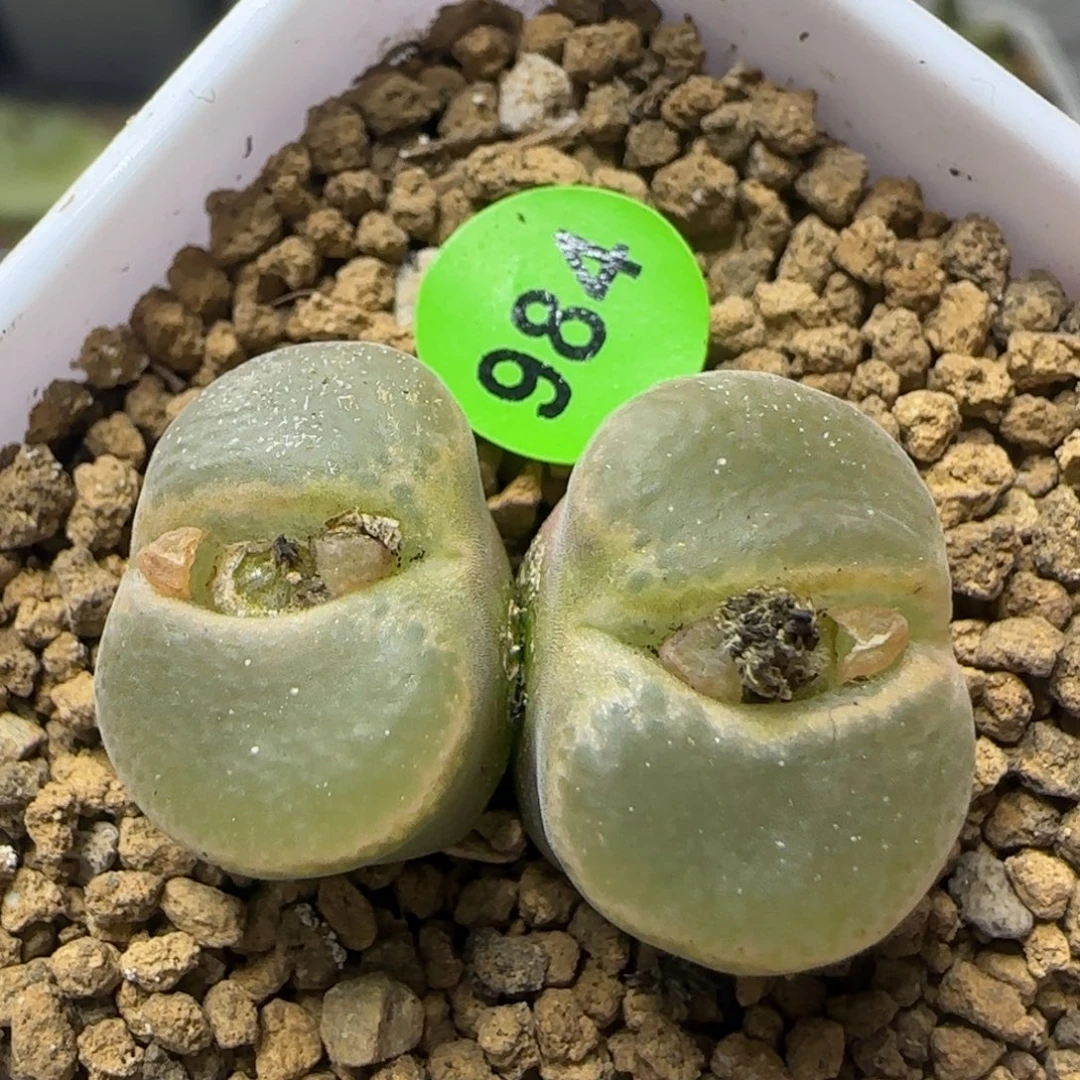 纽扣窗多肉植物984