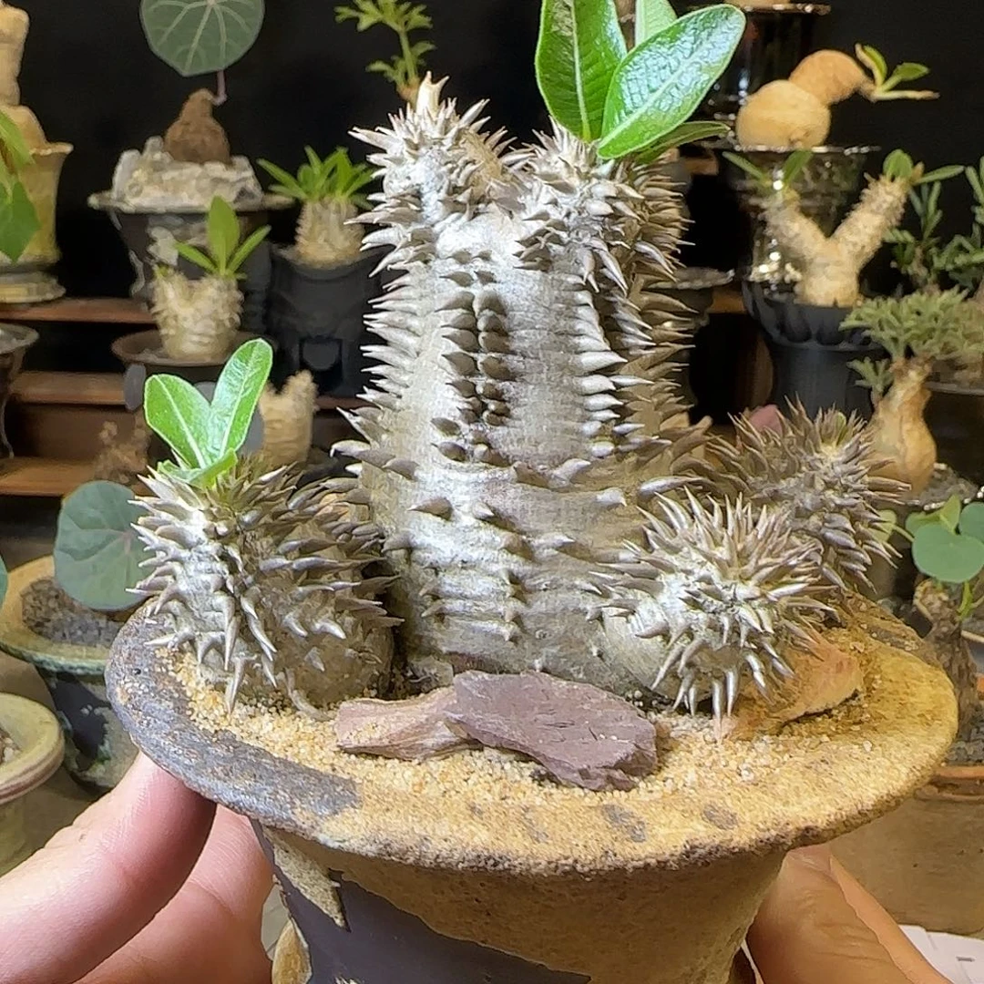 一物一拍惠比大黑33