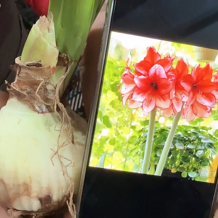 直径7.5厘米花箭残次，星尘