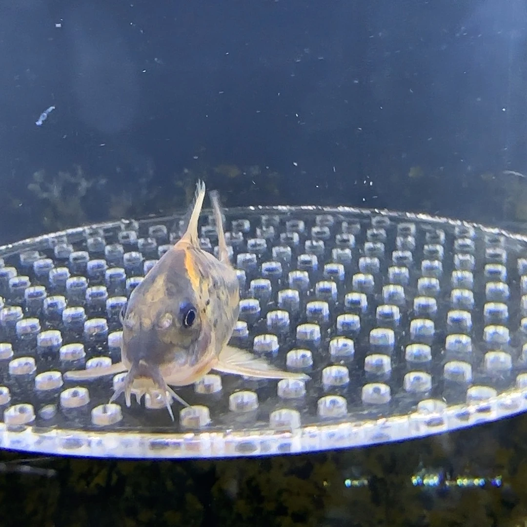 鼠鱼女王二线鼠鱼