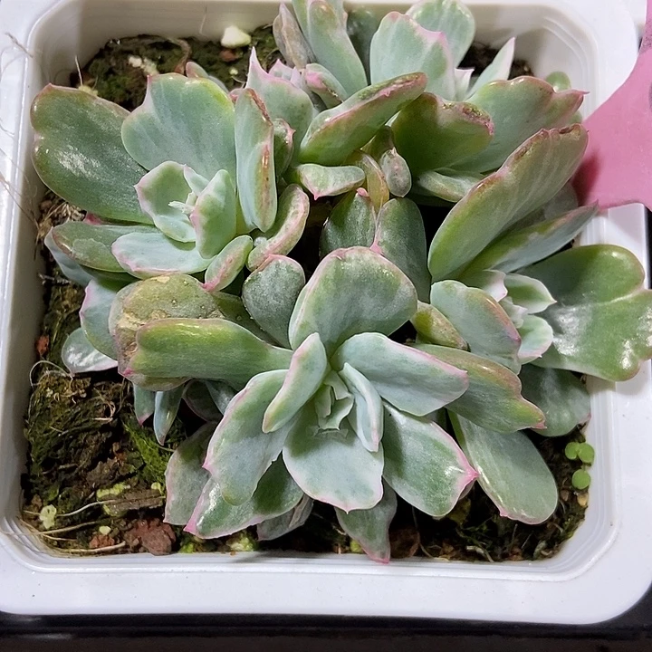 多肉植物伯克利锦938