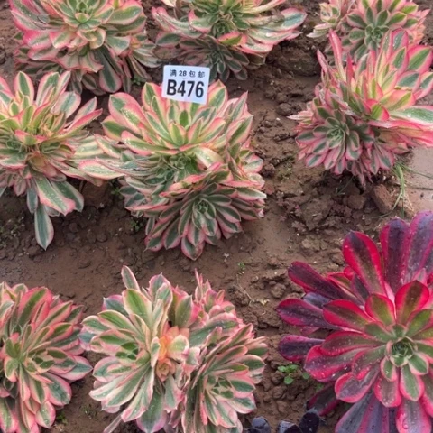 476女巫不包断枝