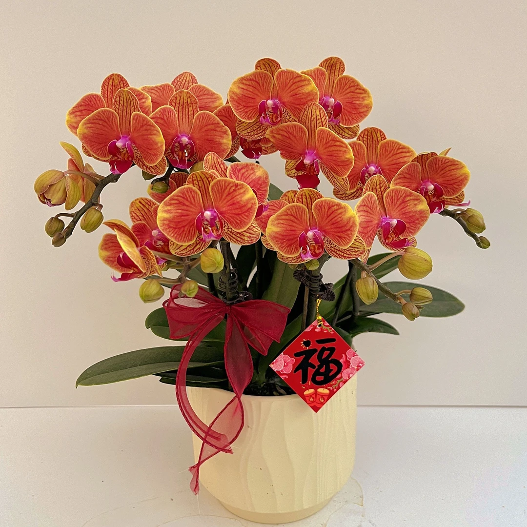 蝴蝶兰《吉利》高端花 百搭好看 送礼乔迁 好养耐养带花 基地直发