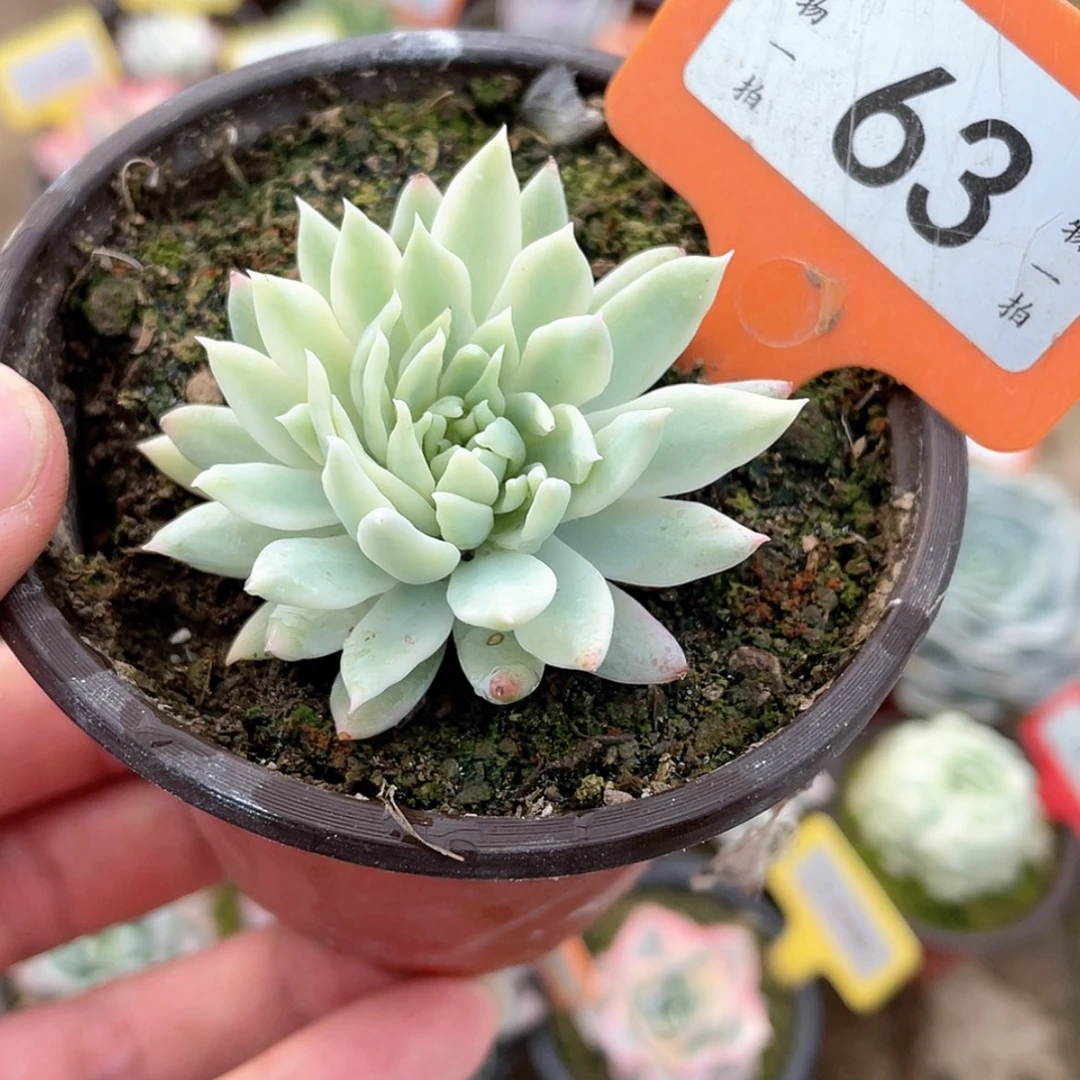 【闪购商品】63号的