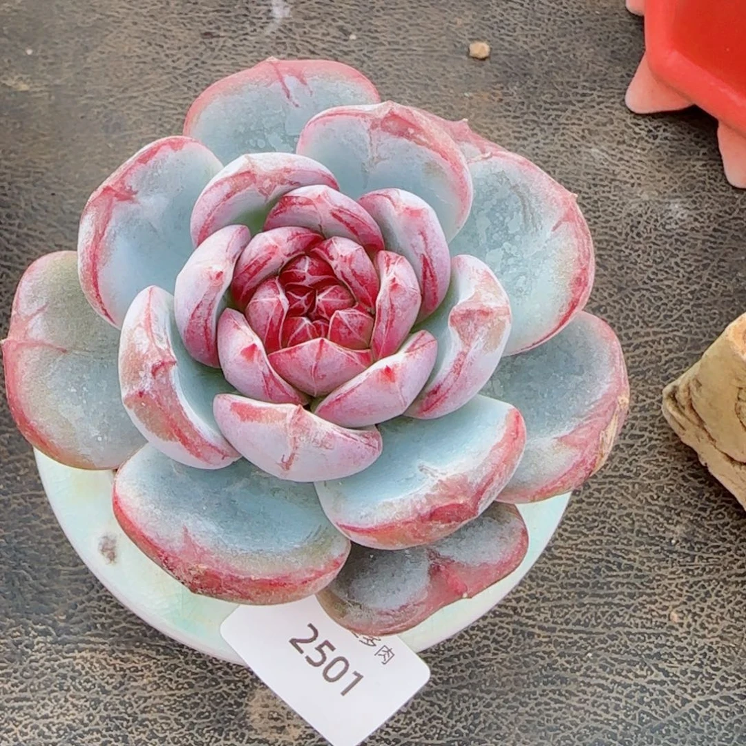 雪色浪漫，2501多肉植物