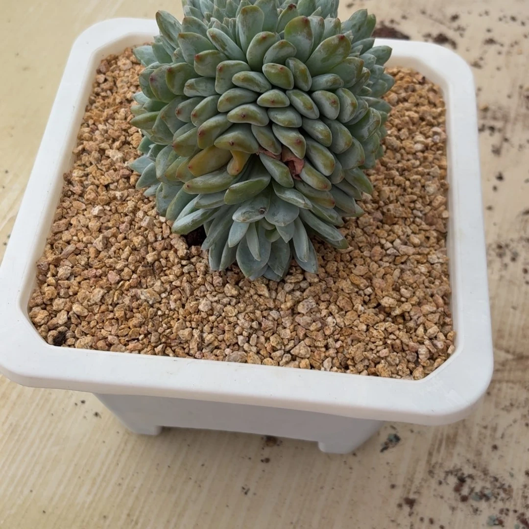 静***～03.007突尼斯缀化