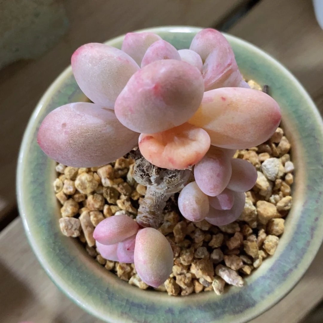 一物一拍多肉精品植物_