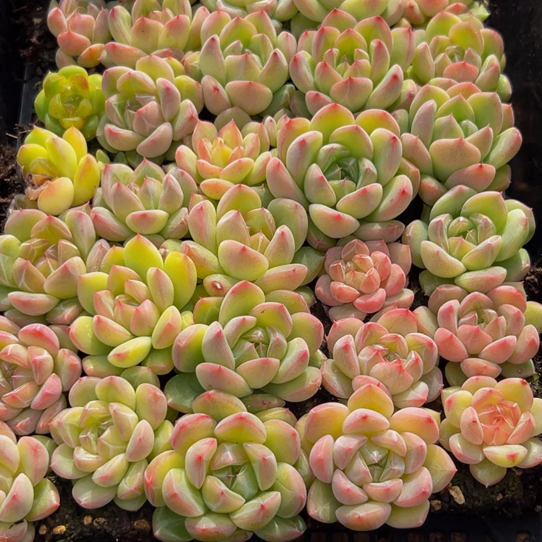 379多肉葡萄领导人物