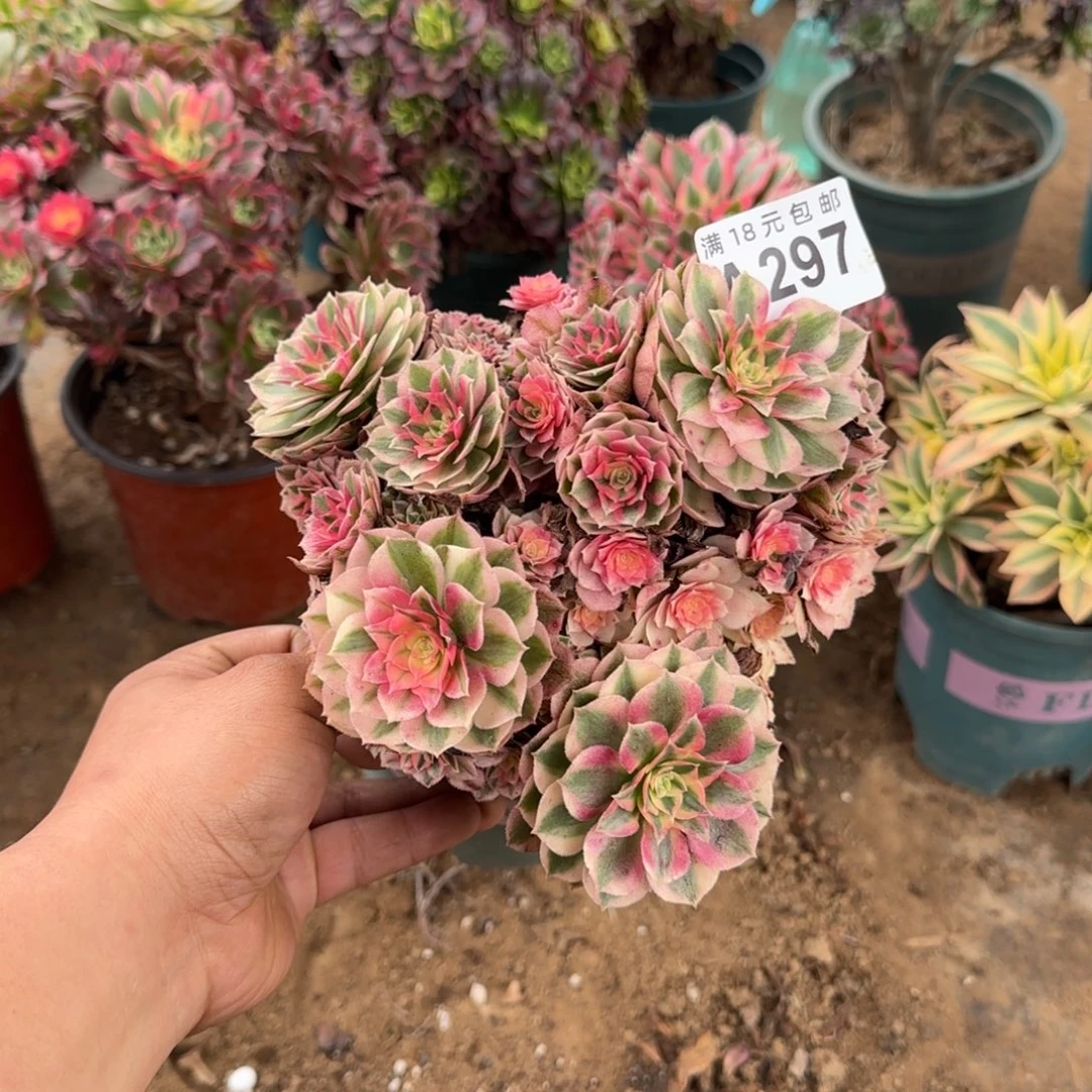 297 号一物一拍多肉满18包邮倾城