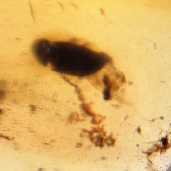 琥珀裸石未镶嵌。。