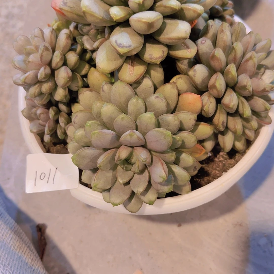 1011葡萄多肉植物