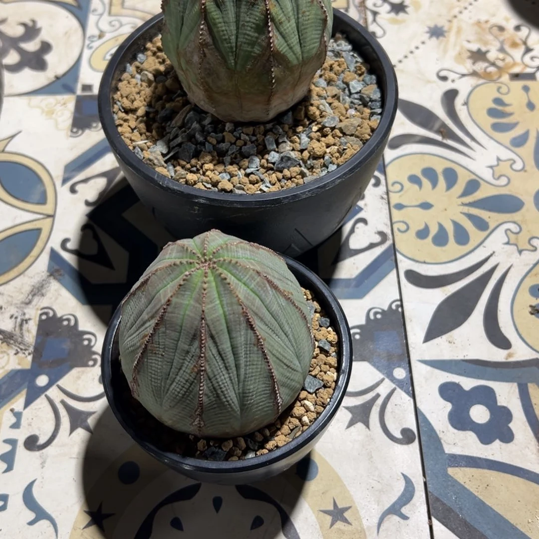 陈*盛W23456789987654321