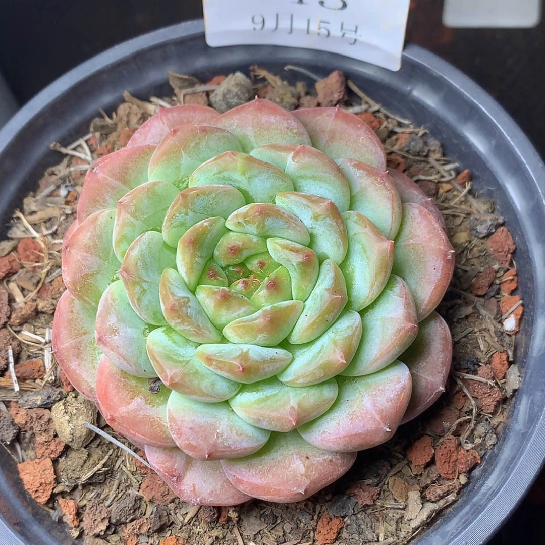 【闪购商品】云43号