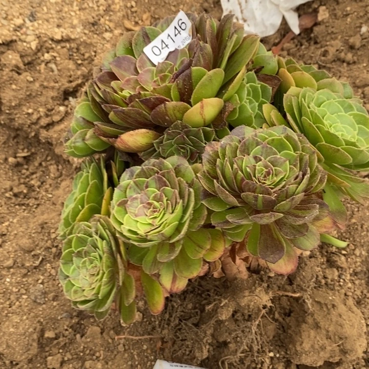 *****04146花月夜多肉植物