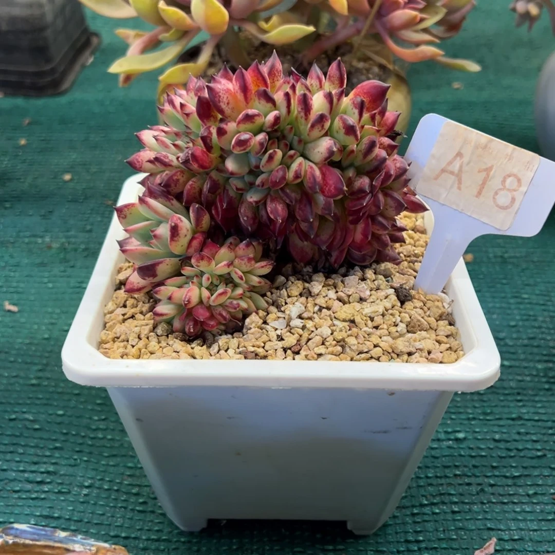 红拉糖缀化，，，，，，，，，，，