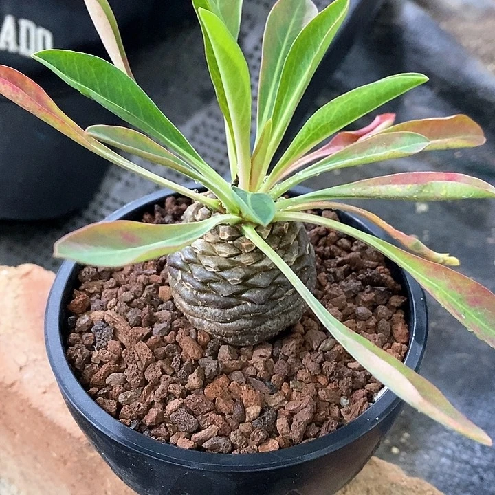 农***户孤品实生铁甲丸4.2cm带盆发