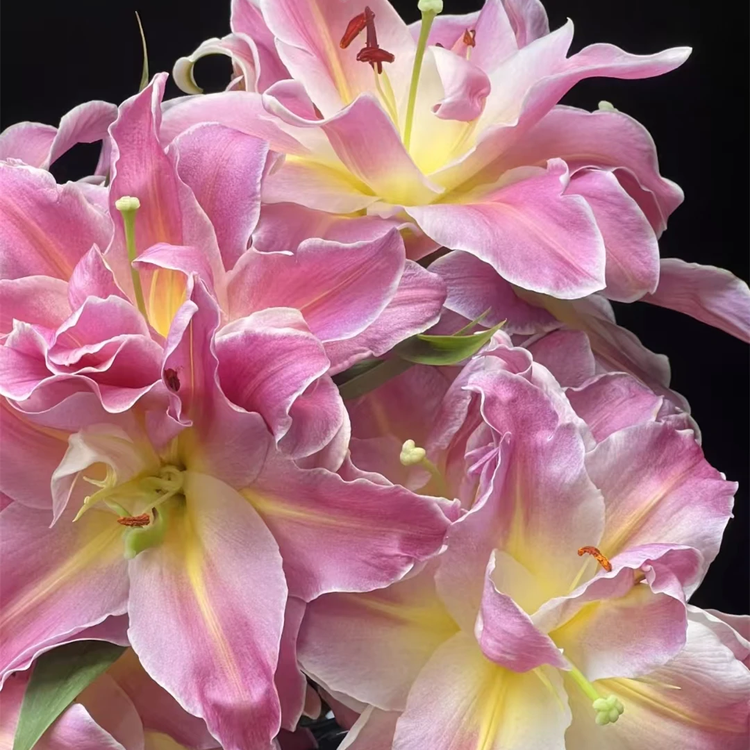 彩虹糖 重瓣百合【零度以下不拍保温棉不售后】